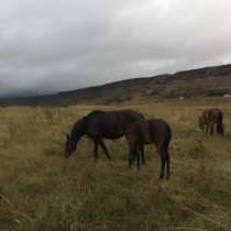 Продается, в Черкесске