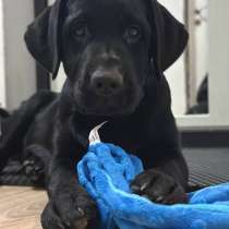 Щенки лабрадора ретривера, в Ростове-на-Дону