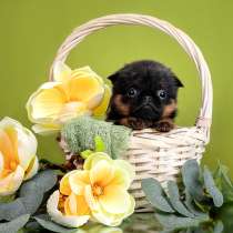 Пти-брабансон черно-подпалая девочка, в Москве