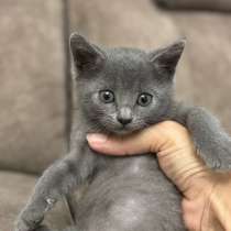 Отдам в добрые руки, в Махачкале