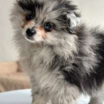 Шпиц Мерле, в Москве