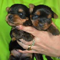 Миниатюрный девочки йорки, в Москве