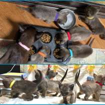 Котята европейской бурмы, в Москве