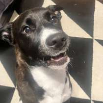 Отдам собаку в добрые руки, в Санкт-Петербурге