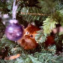 Котята Мейн-Кун, в Ростове-на-Дону