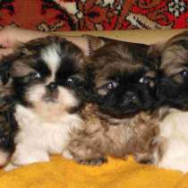 Пекинес Уфа, в Уфе