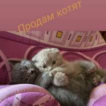 Британские котята, в г.Харьков