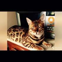 Продажа бенгальских котят, в Москве
