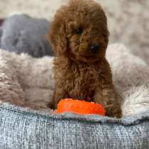 Чистокровные щеночки Той-Пуделя, в Хабаровске