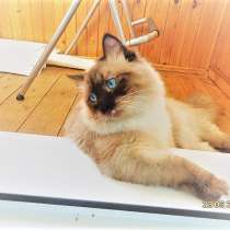 Невский маскарадный котенок, в Нижнем Новгороде