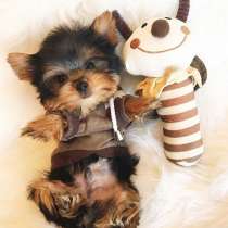 Йоркширский терьер Тобольск, в Тобольске