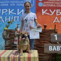 Selling puppies ca-de-bou (Major Mastiff), в г.Днепропетровск