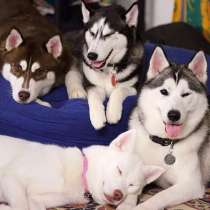 Хаски Пермь, в Перми