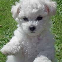 Бишон фризе Ставрополье, в Ставрополе