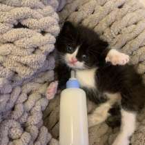 ОТДАМ КОТЕНКА В ДОБРЫЕ РУКИ, в Бронницах