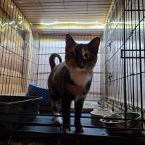 Кошечка Веста, в Москве