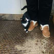 Кот в добрые руки примерно 4-5 месяцев, в Подольске