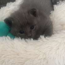 Британская короткошёрстная кошка. Отдам в хорошие руки, в Назране