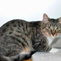 Отдам даром Тимоша, милый, молодой котик-шпротик, в Москве