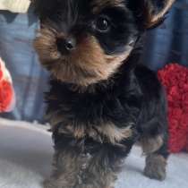 Йоркширский терьер, в Уссурийске