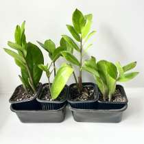 Замиокулькас Замифолия, в Екатеринбурге