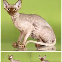 Девон рексы, в Омске