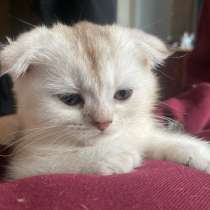 Веслоухий котенок, в Санкт-Петербурге