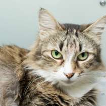 Пять причин взять домой кошку Меланию, в Москве