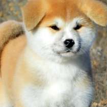 The most beautiful and loyal Akita Inu dogs are ready for bo, в г.Дубай