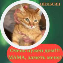 Два молодых котика ищут дом!, в г.Москва