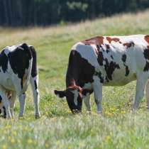 Коровы бычки телята Томск, в Томске