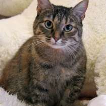 Добрая, очень ласковая и нежная зайка – кошечка Алиса в дар, в Санкт-Петербурге