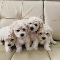 Бишон фризе Тамбов, в Тамбове