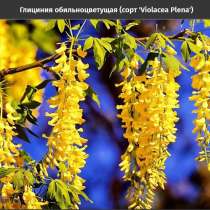Глициния обильноцветущая (сорт 'Violacea Plena'), в Краснодаре