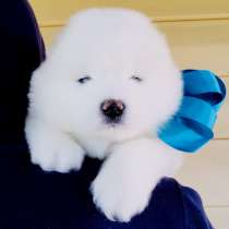 Белоснежные Ми-Ми мишки самоедики)!, в Мурманске