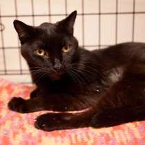 Добросердечный Мартин в ожидании счастья, в Москве