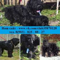 Щеночков чёрного терьера продам, в Екатеринбурге
