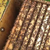 Продаю пчелосемьи, в Краснодаре