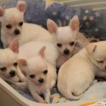 Чихуахуа Киров, в Кирове