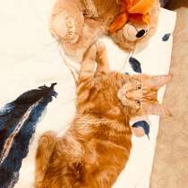 Мейн-Кун Кот, активный имеет ветпаспорт привит по возрасту, в Москве