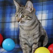 Котенок Рыся ищет дом, в Москве