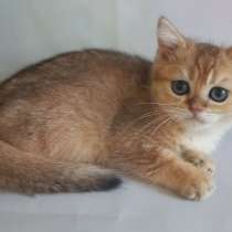 Шотландские котята золотая шиншилла, в Краснодаре