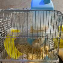 Хомяк Джунгарский, в Москве