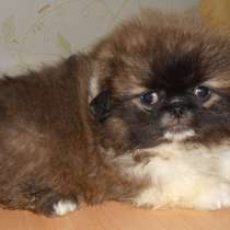 Пекинес Краснодар, в Краснодаре