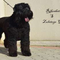 Щенки Русского Чёрного Терьера в Молдове!, в г.Тирасполь