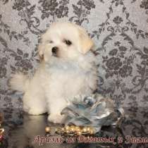 Продаются щенки мальтезе, в Краснодаре