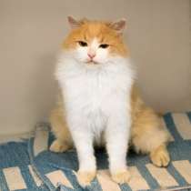 Кошечка Мурёна ищет дом, в Москве