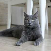Красавец кот серо-голубого окраса в добрые руки, в Москве