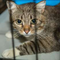 Скромная Агриппина ищет любящую семью, в Москве