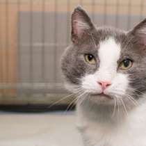 Кот Арсений, в Москве